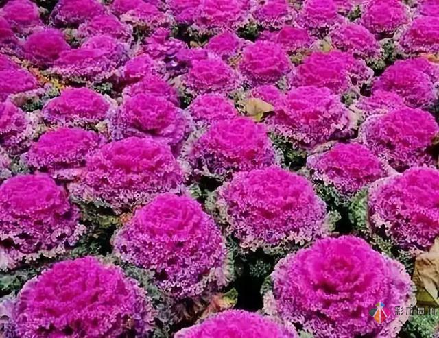 庭院花境園藝設(shè)計(jì)和植物搭配需要哪些要求？