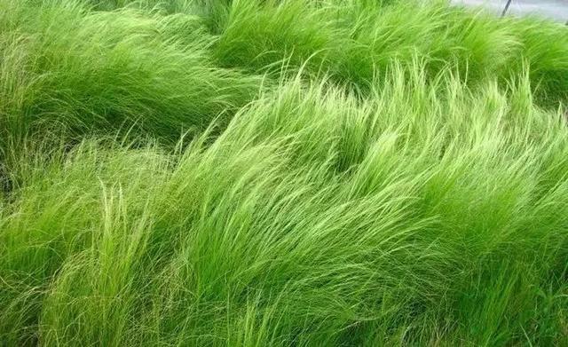 庭院花境園藝設(shè)計(jì)和植物搭配需要哪些要求？