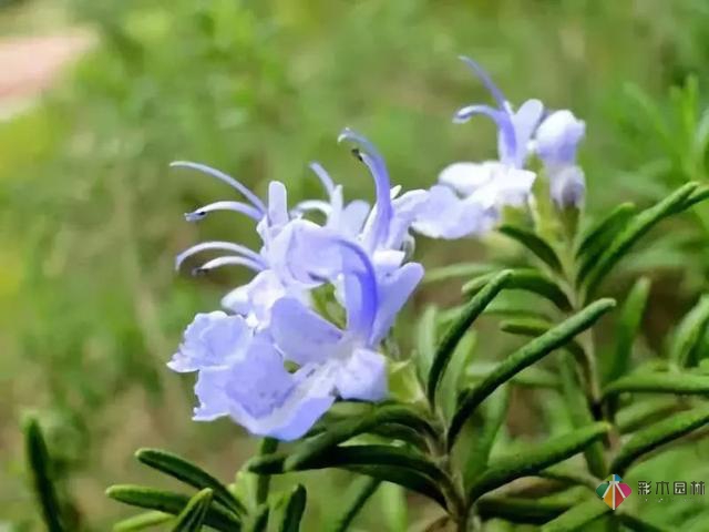 庭院花境園藝設(shè)計(jì)和植物搭配需要哪些要求？