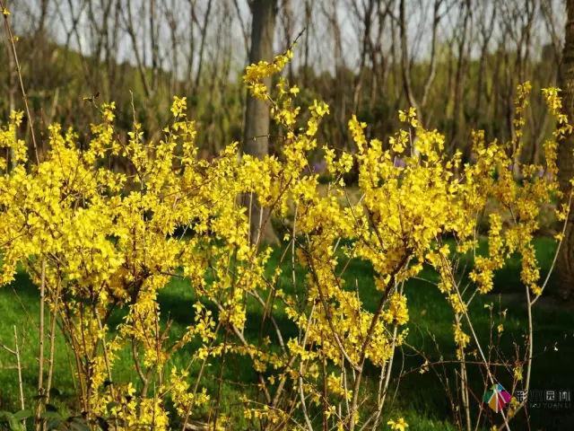庭院花境園藝設(shè)計(jì)和植物搭配需要哪些要求？