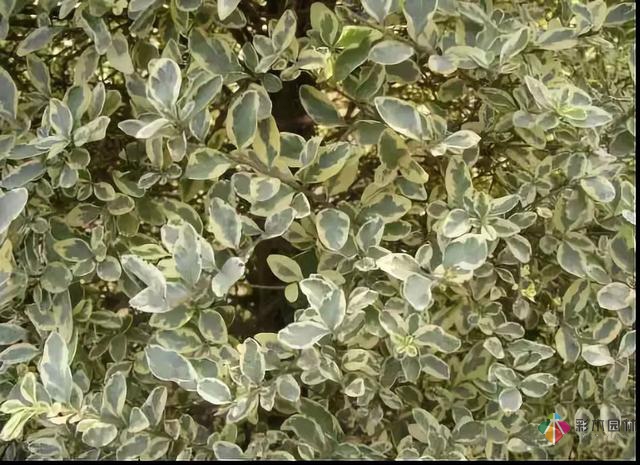 庭院花境園藝設(shè)計(jì)和植物搭配需要哪些要求？