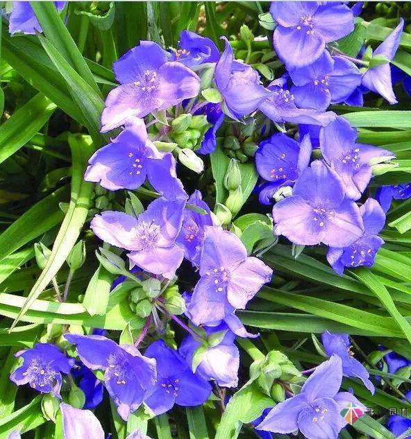 庭院花境園藝設(shè)計(jì)和植物搭配需要哪些要求？