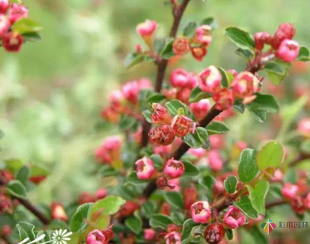 庭院花境園藝設(shè)計(jì)和植物搭配需要哪些要求？