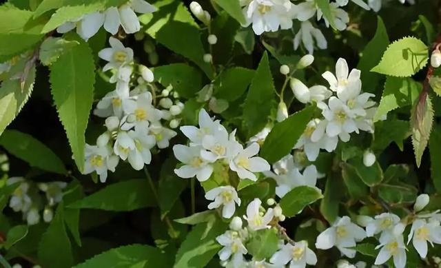 庭院花境園藝設(shè)計(jì)和植物搭配需要哪些要求？