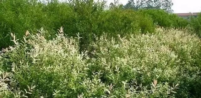 庭院花境園藝設(shè)計(jì)和植物搭配需要哪些要求？