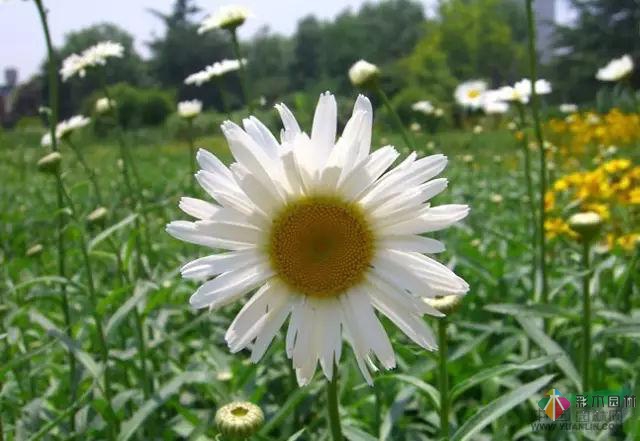 庭院花境園藝設(shè)計(jì)和植物搭配需要哪些要求？