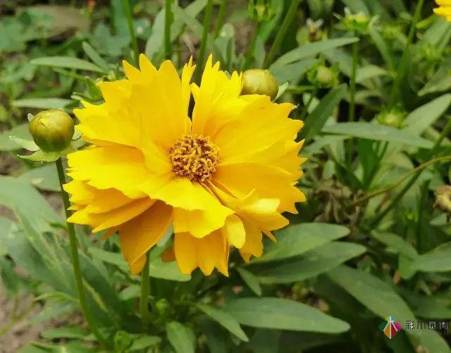 庭院花境園藝設(shè)計(jì)和植物搭配需要哪些要求？