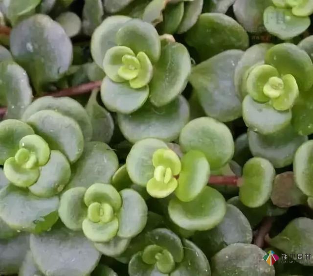 庭院花境園藝設(shè)計(jì)和植物搭配需要哪些要求？