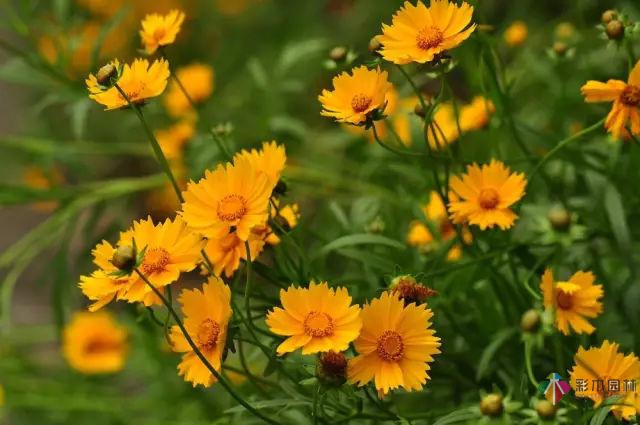 庭院花境園藝設(shè)計(jì)和植物搭配需要哪些要求？