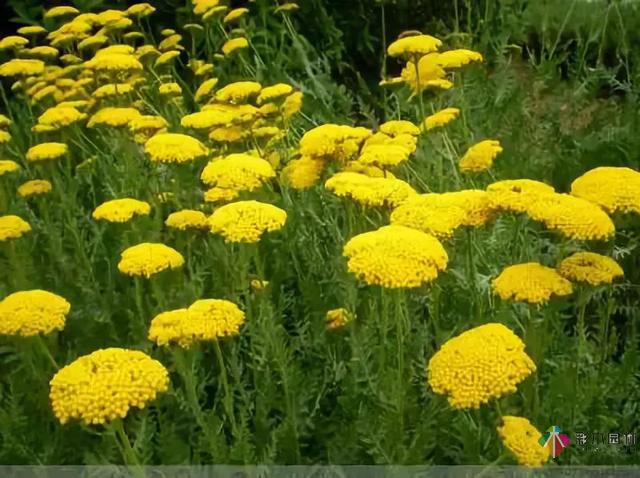 庭院花境園藝設(shè)計(jì)和植物搭配需要哪些要求？