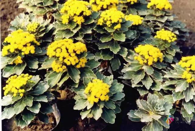 庭院花境園藝設(shè)計(jì)和植物搭配需要哪些要求？