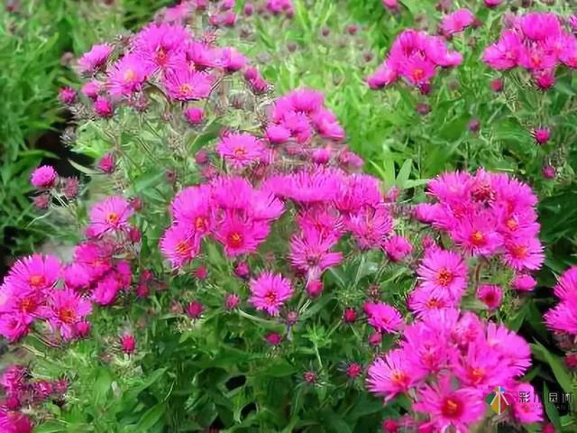 庭院花境園藝設(shè)計(jì)和植物搭配需要哪些要求？