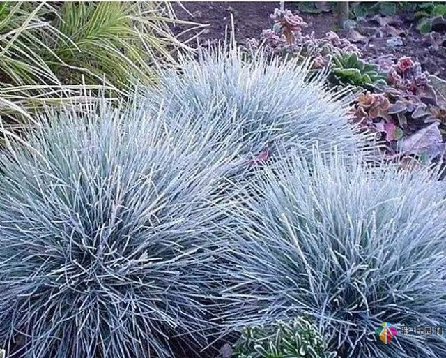 庭院花境園藝設(shè)計(jì)和植物搭配需要哪些要求？