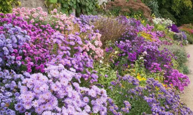 庭院花境園藝設(shè)計(jì)和植物搭配需要哪些要求？