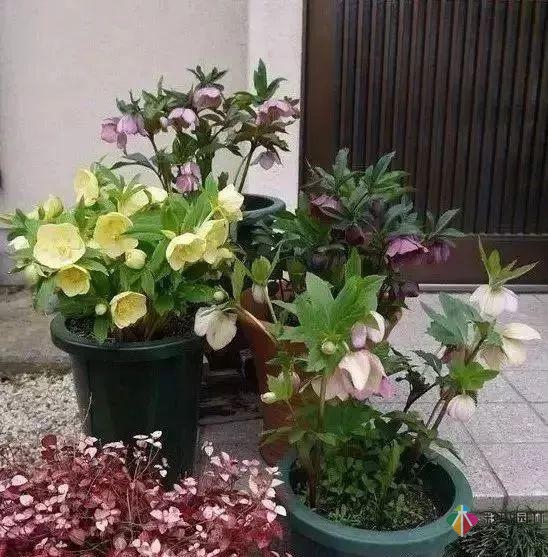 百搭的私家花園設(shè)計(jì)風(fēng)格總結(jié)經(jīng)驗(yàn)營(yíng)造您的小花園