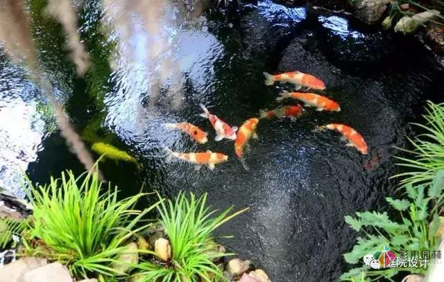 花園水景設計和養護要點基本的都在這里了！