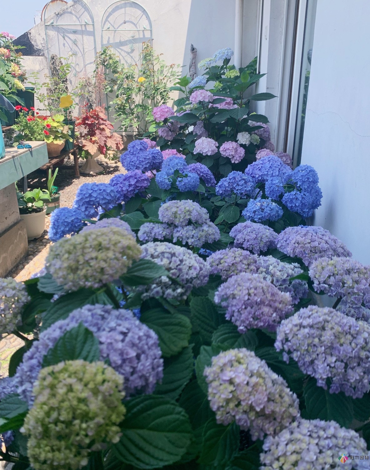 30㎡復式露臺，種花種草打造“sky 花園”，折騰了一年多，