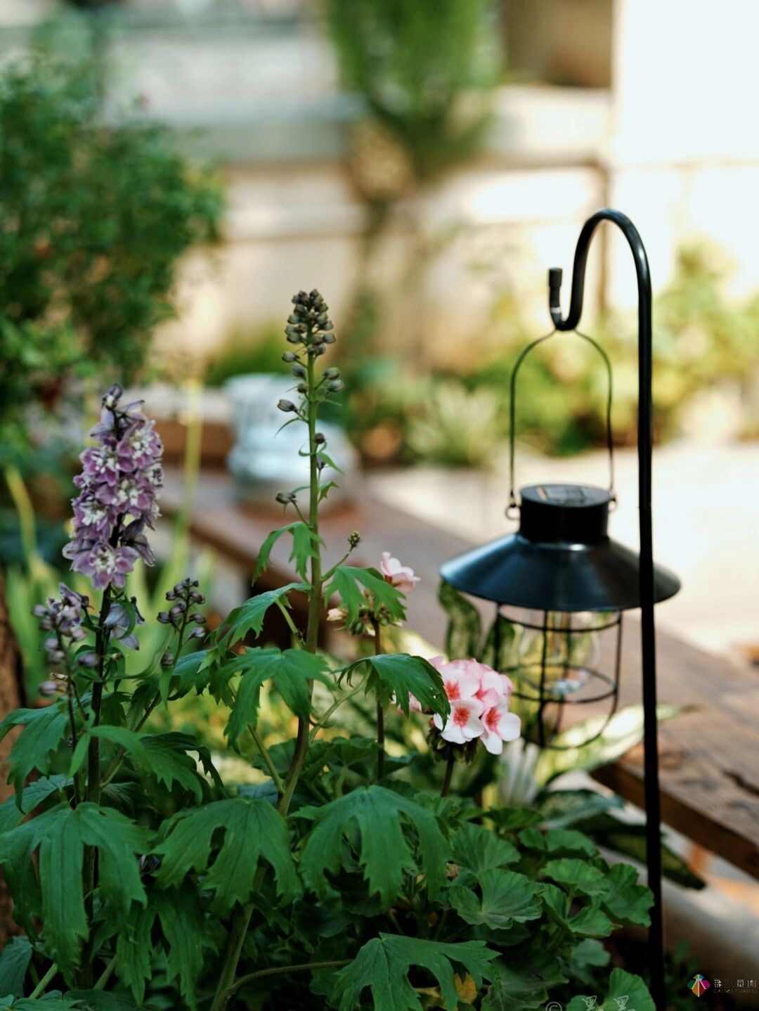 DIY園藝:自建設計100㎡花園?；ú涣硕嗌馘X，卻很有成就感。