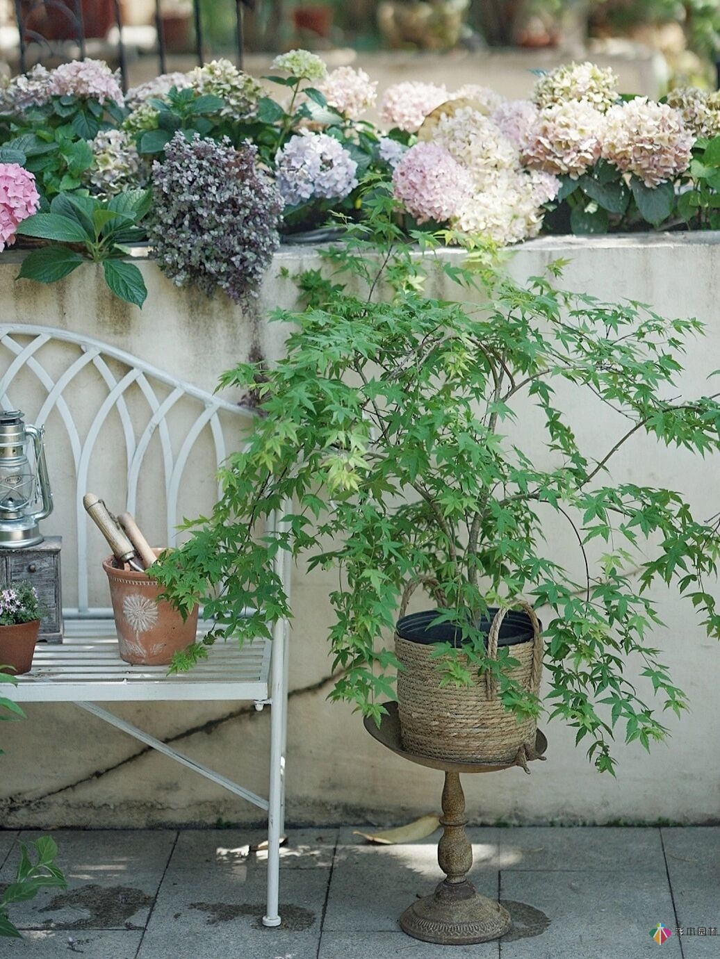 DIY園藝:自建設計100㎡花園?；ú涣硕嗌馘X，卻很有成就感。
