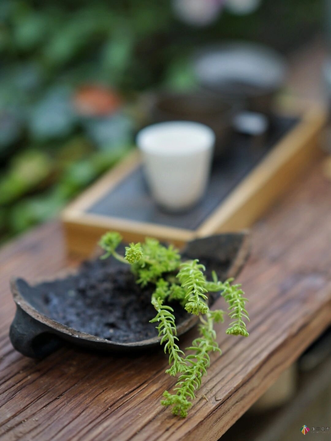 DIY園藝:自建設計100㎡花園?；ú涣硕嗌馘X，卻很有成就感。
