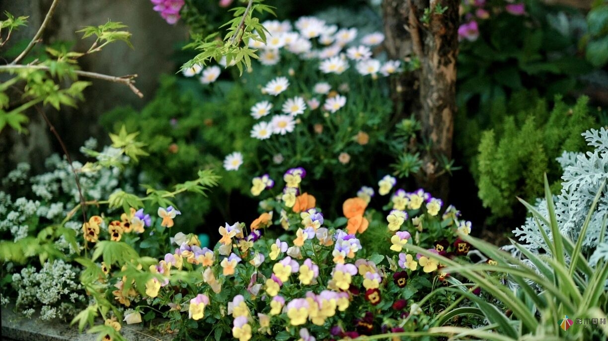DIY園藝:自建設計100㎡花園?；ú涣硕嗌馘X，卻很有成就感。