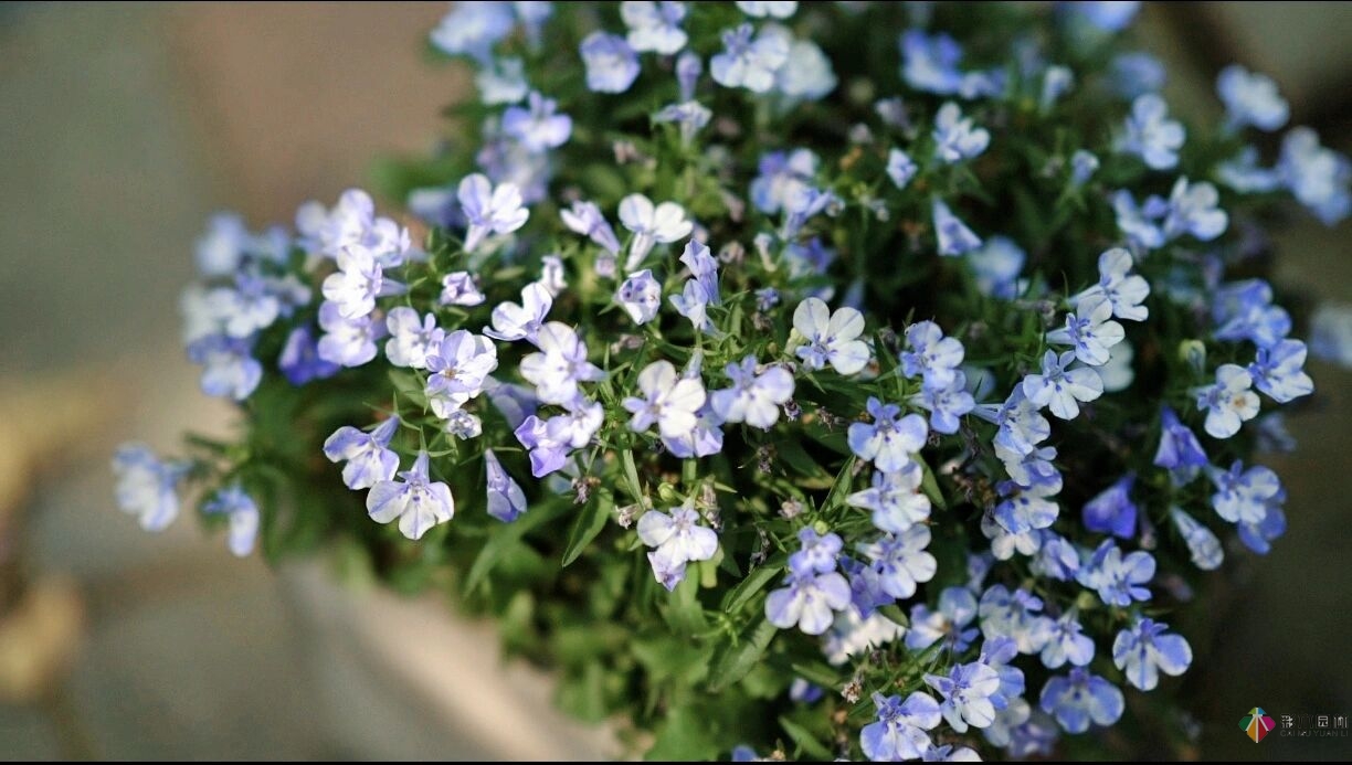 DIY園藝:自建設計100㎡花園。花不了多少錢，卻很有成就感。