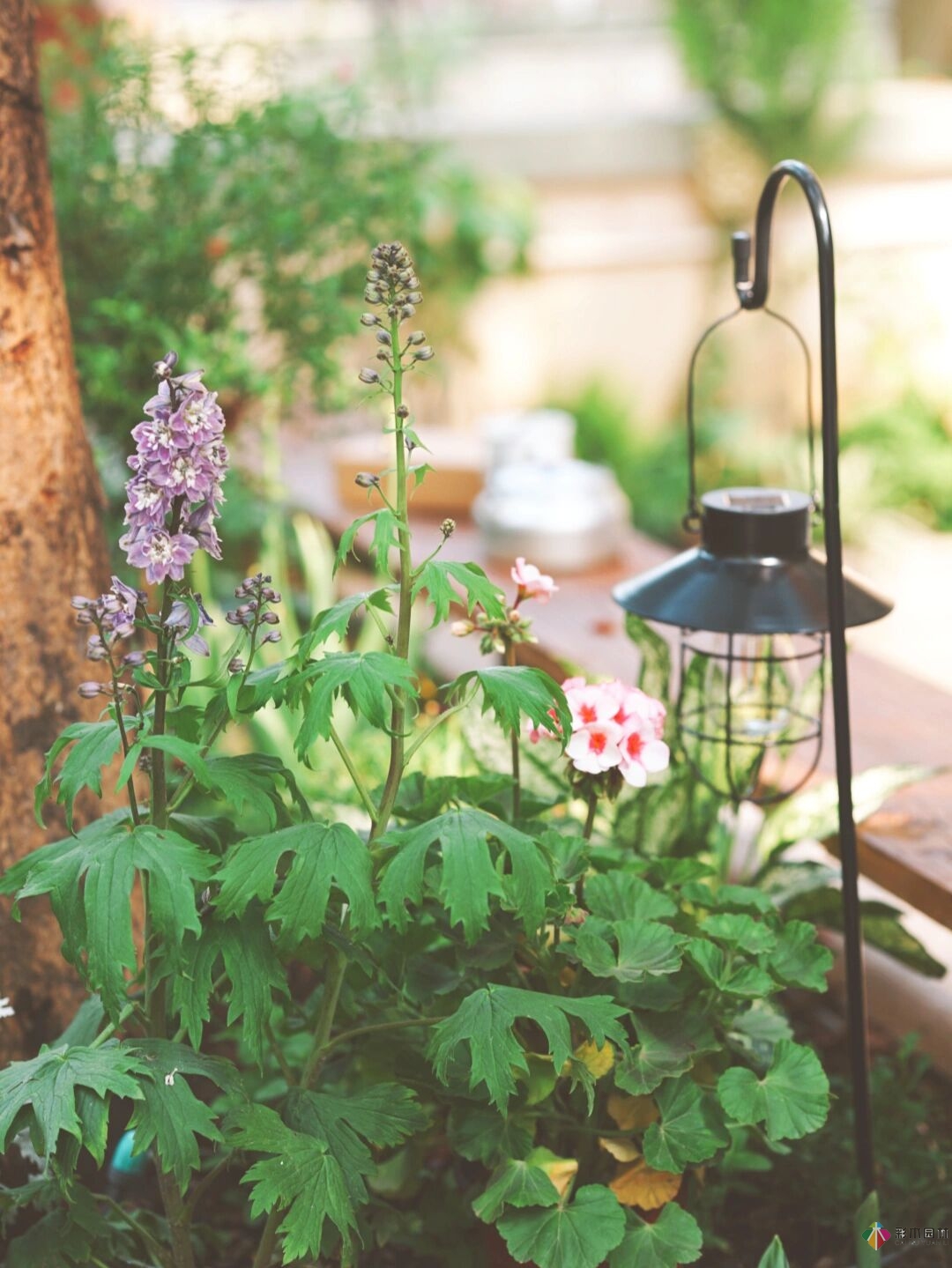 DIY園藝:自建設計100㎡花園。花不了多少錢，卻很有成就感。