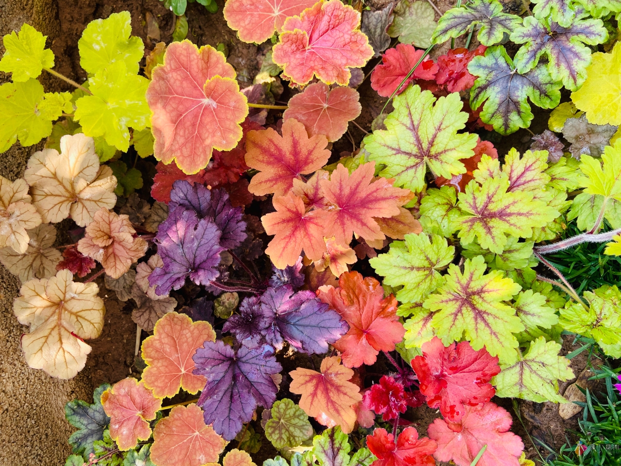DIY園藝:自建設計100㎡花園?；ú涣硕嗌馘X，卻很有成就感。