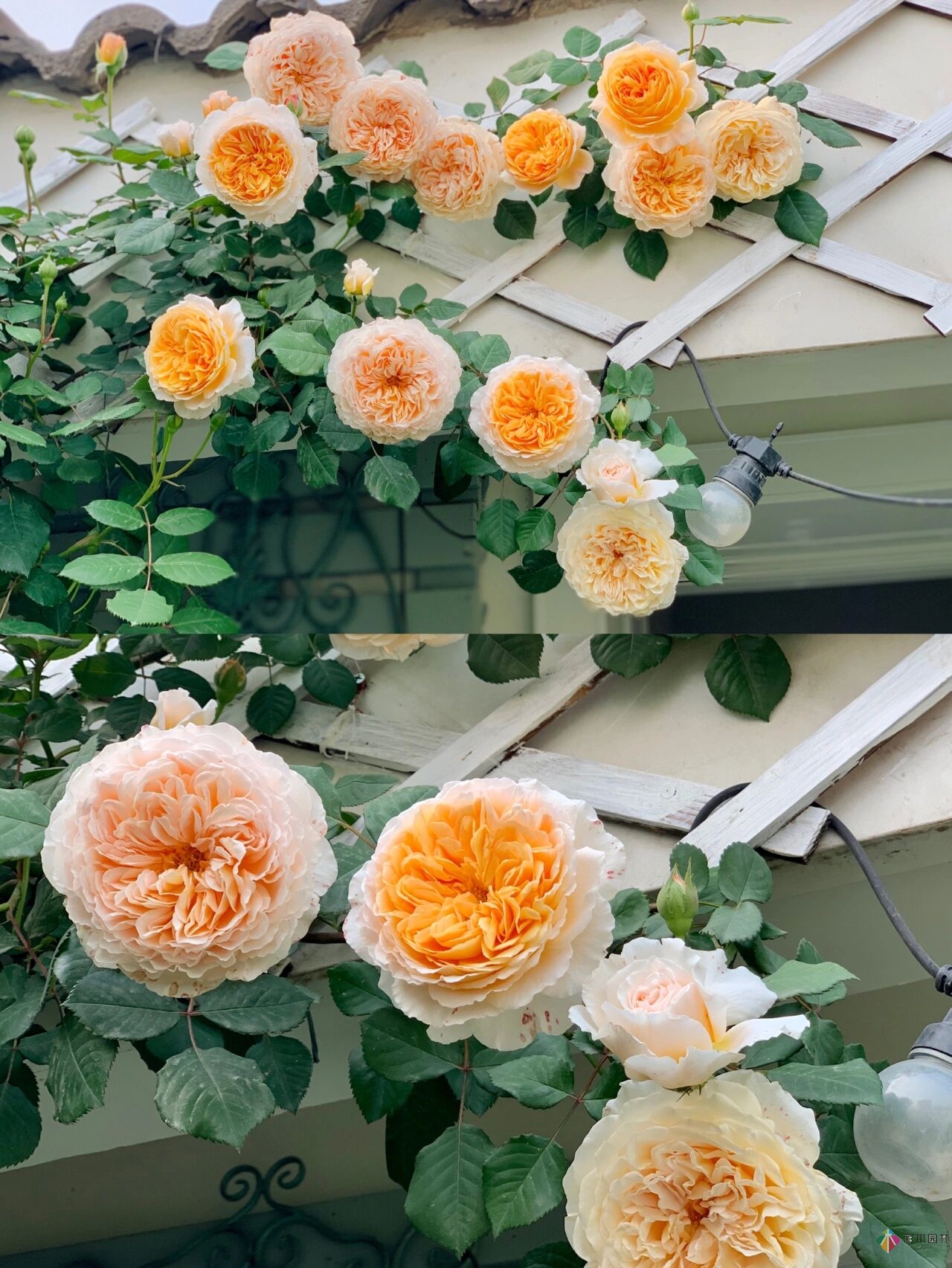 DIY園藝:自建設計100㎡花園?；ú涣硕嗌馘X，卻很有成就感。