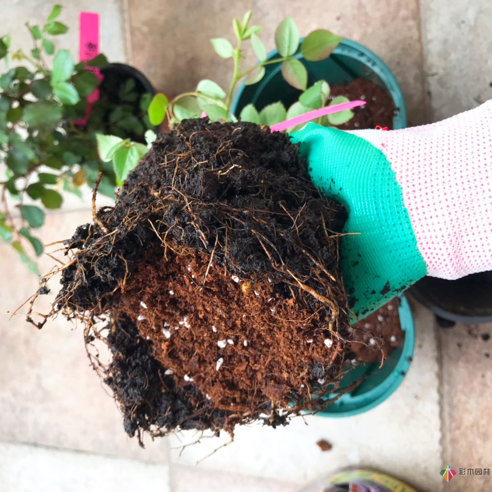 DIY園藝:自建設計100㎡花園?；ú涣硕嗌馘X，卻很有成就感。