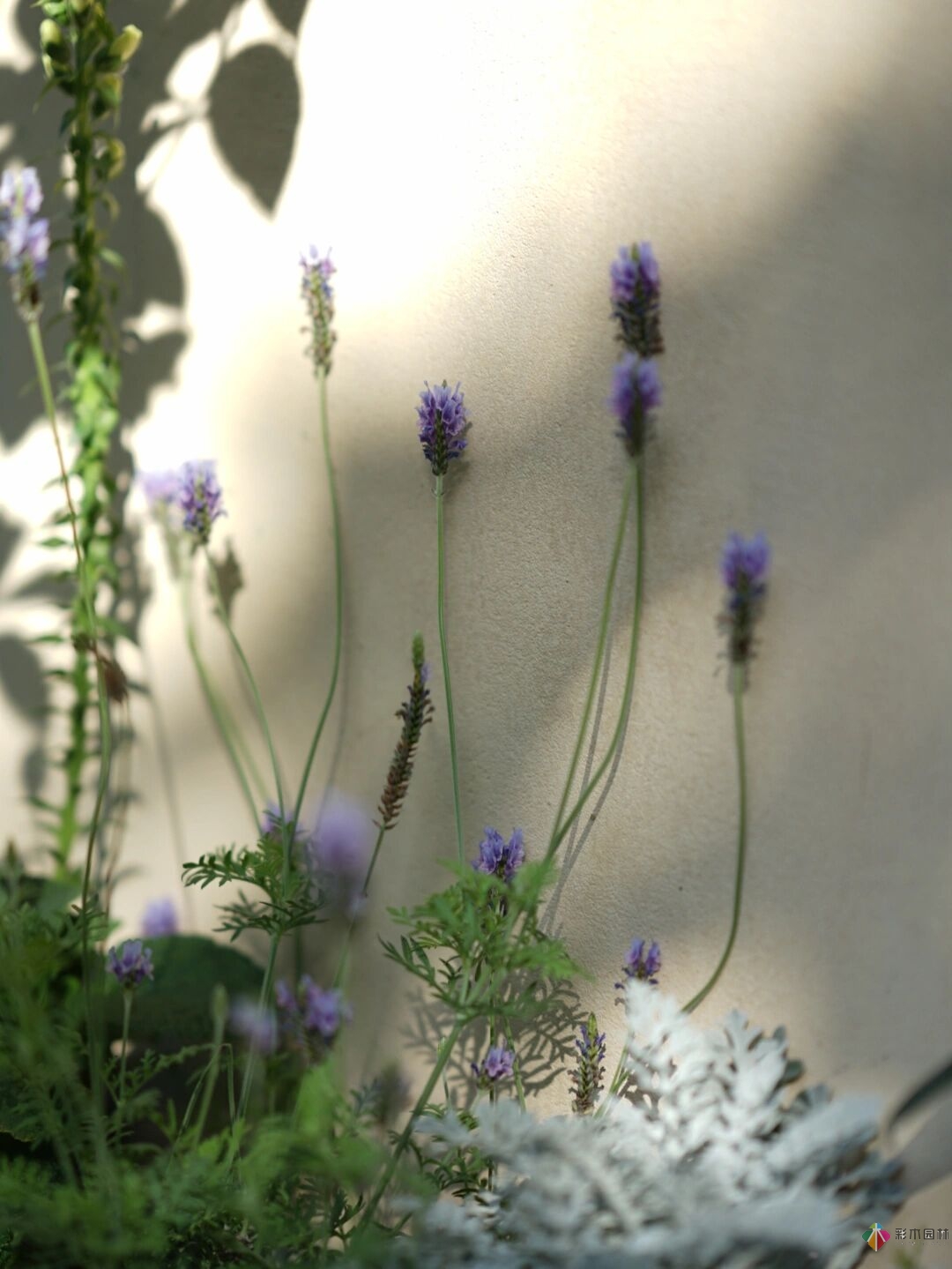 DIY園藝:自建設計100㎡花園?；ú涣硕嗌馘X，卻很有成就感。