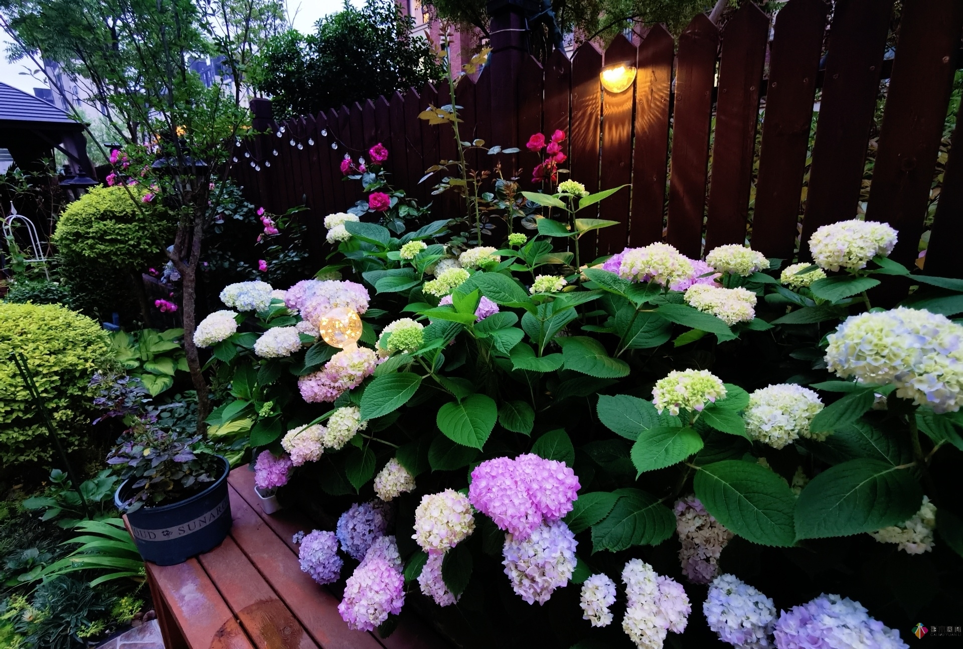 不顧父母反對(duì)，買了一層110㎡的院子，自己一個(gè)人折騰成花園。就這么治好了。
