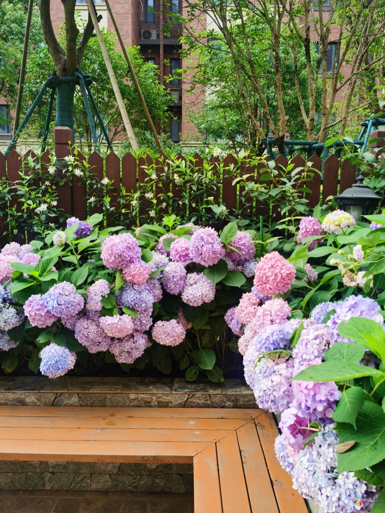 不顧父母反對(duì)，買了一層110㎡的院子，自己一個(gè)人折騰成花園。就這么治好了。
