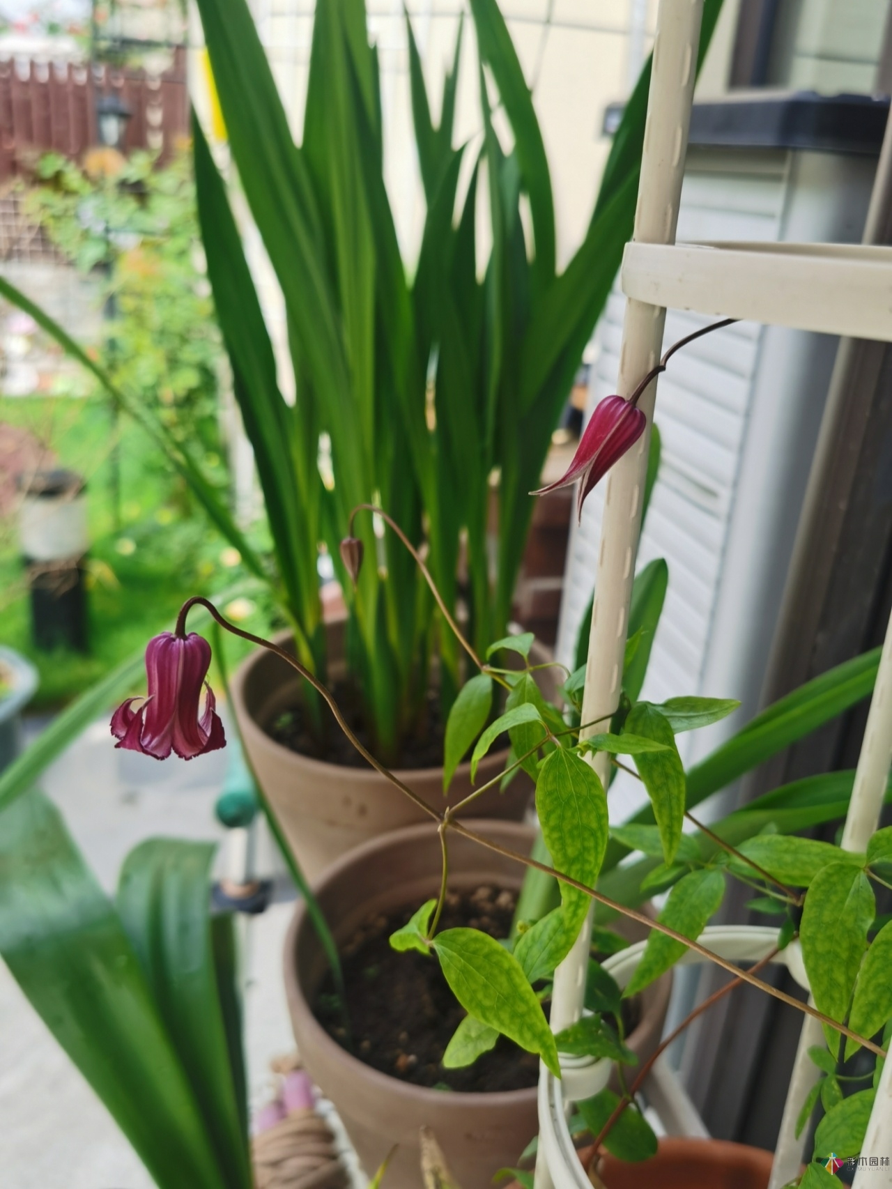 不顧父母反對(duì)，買了一層110㎡的院子，自己一個(gè)人折騰成花園。就這么治好了。
