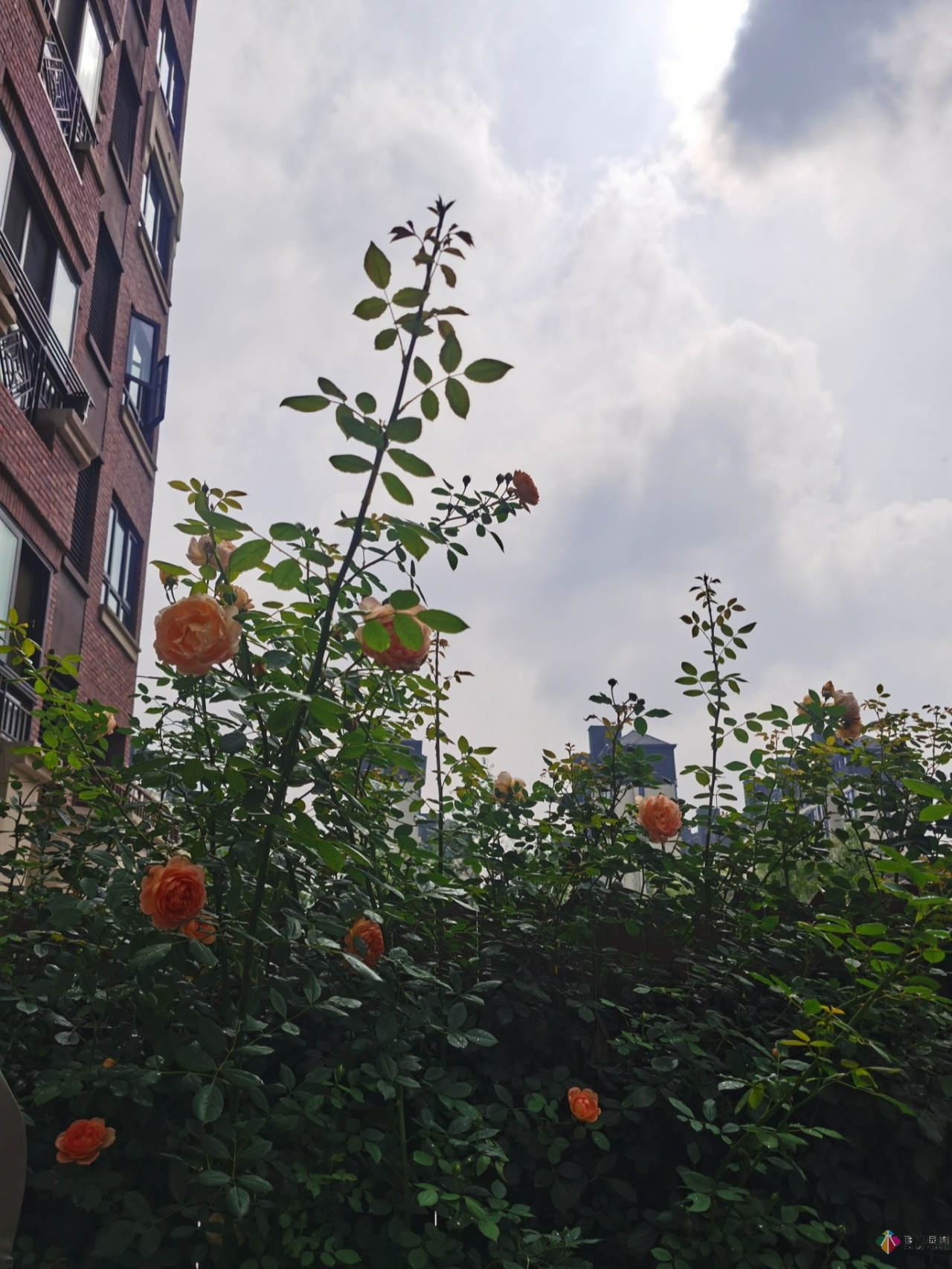 不顧父母反對(duì)，買了一層110㎡的院子，自己一個(gè)人折騰成花園。就這么治好了。
