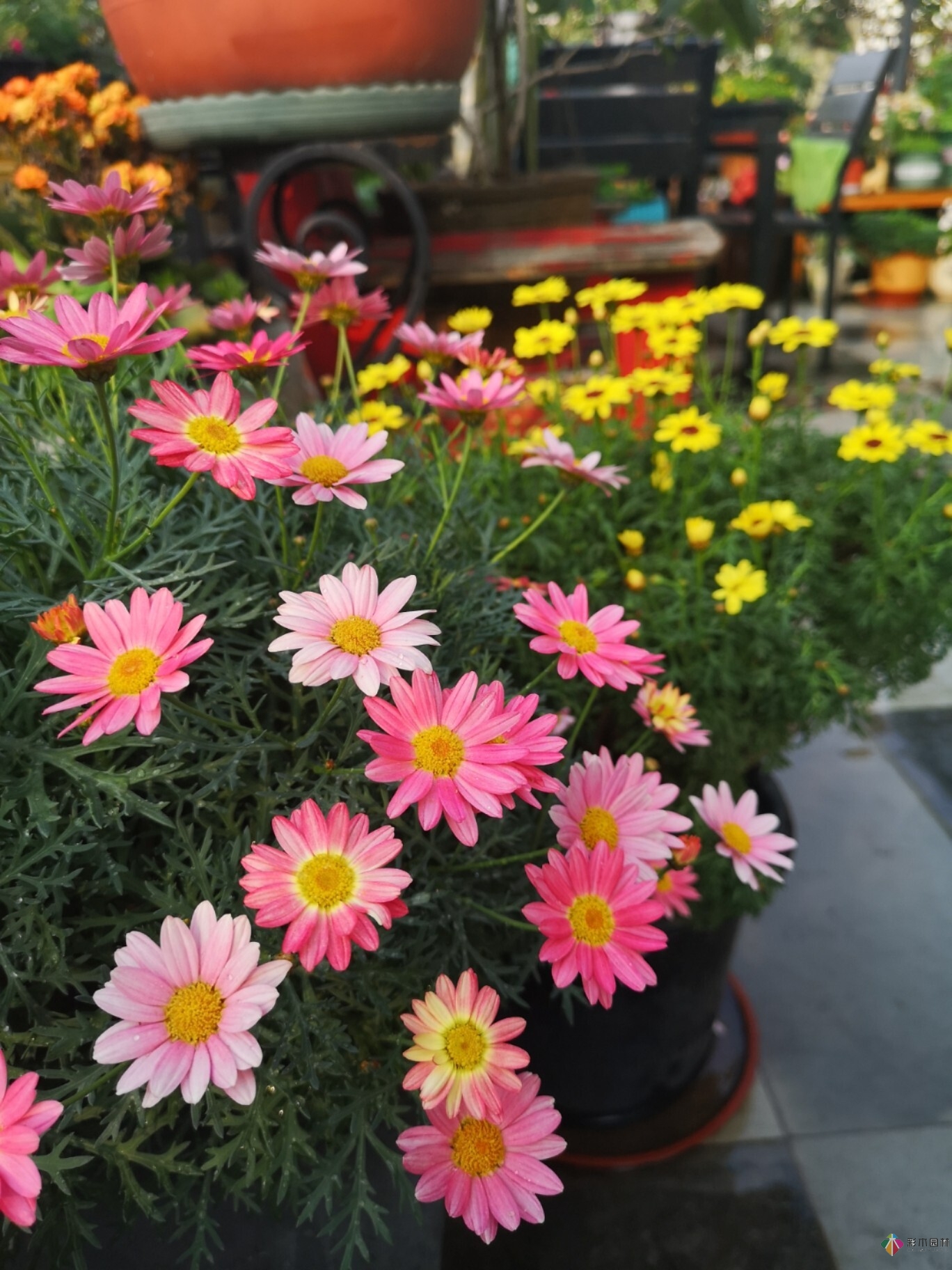 不顧父母反對(duì)，買了一層110㎡的院子，自己一個(gè)人折騰成花園。就這么治好了。
