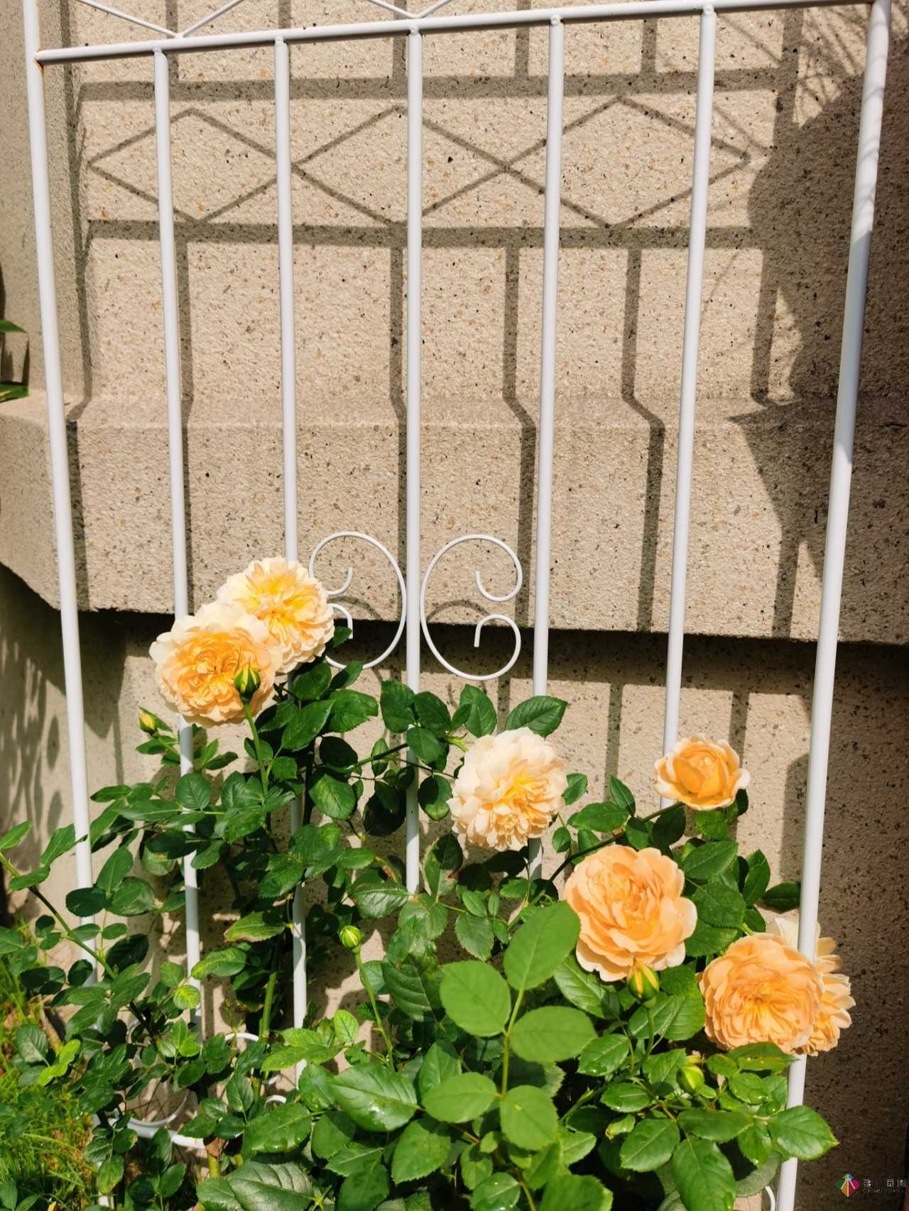 不顧父母反對(duì)，買了一層110㎡的院子，自己一個(gè)人折騰成花園。就這么治好了。
