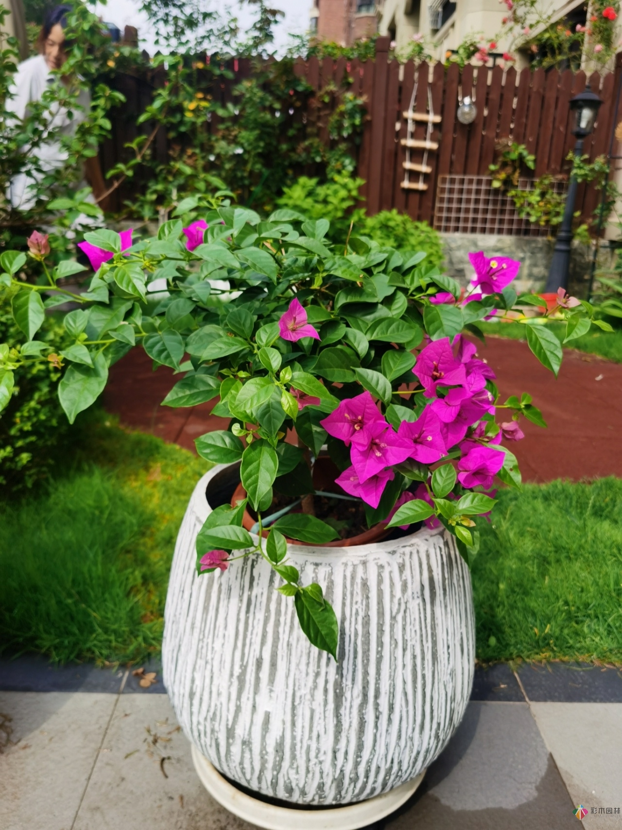 不顧父母反對(duì)，買了一層110㎡的院子，自己一個(gè)人折騰成花園。就這么治好了。
