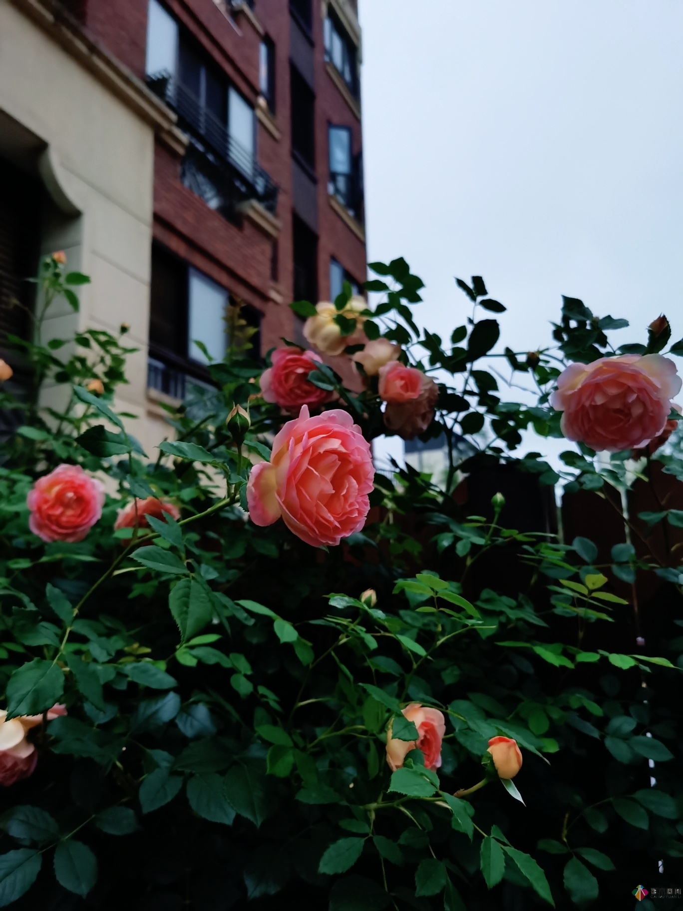 不顧父母反對(duì)，買了一層110㎡的院子，自己一個(gè)人折騰成花園。就這么治好了。
