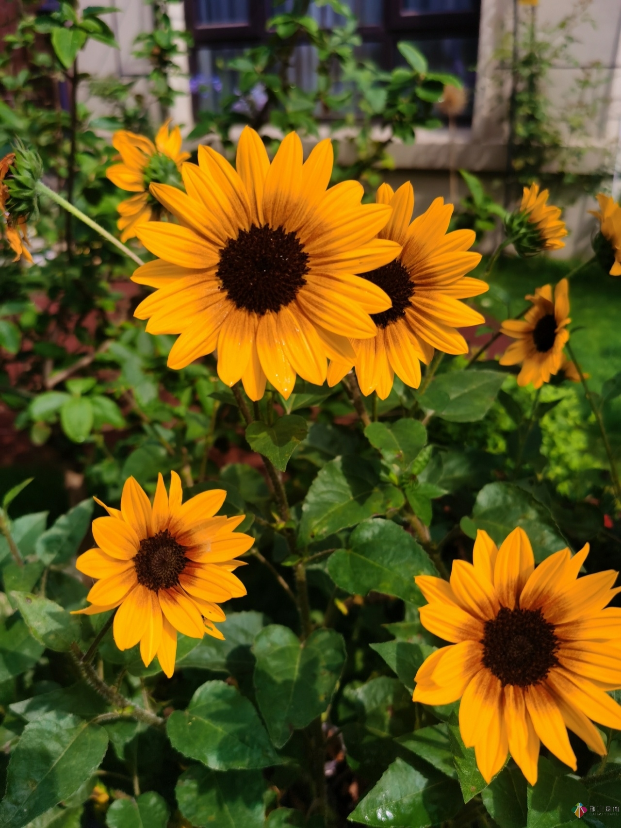 不顧父母反對(duì)，買了一層110㎡的院子，自己一個(gè)人折騰成花園。就這么治好了。
