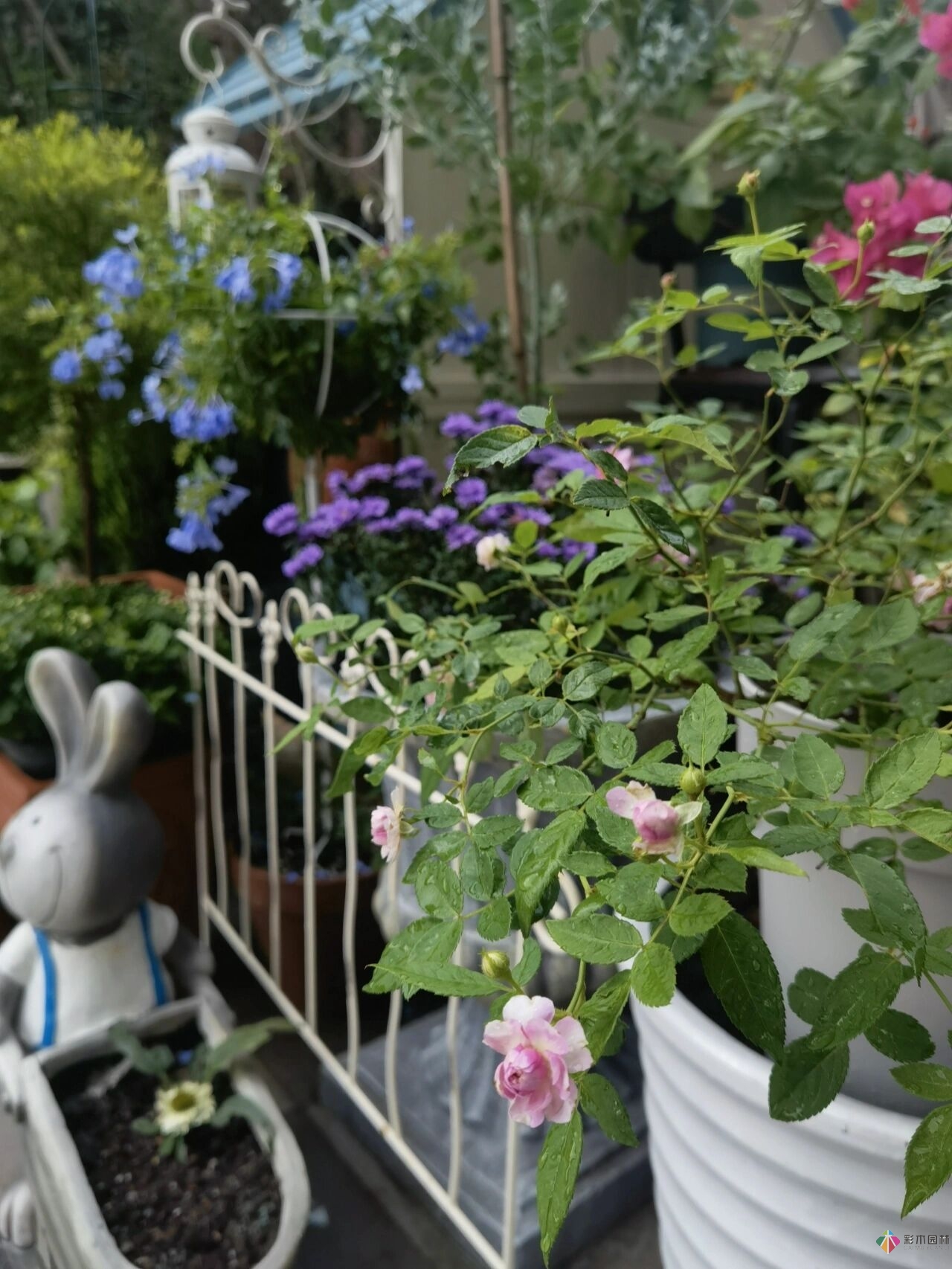 不顧父母反對(duì)，買了一層110㎡的院子，自己一個(gè)人折騰成花園。就這么治好了。
