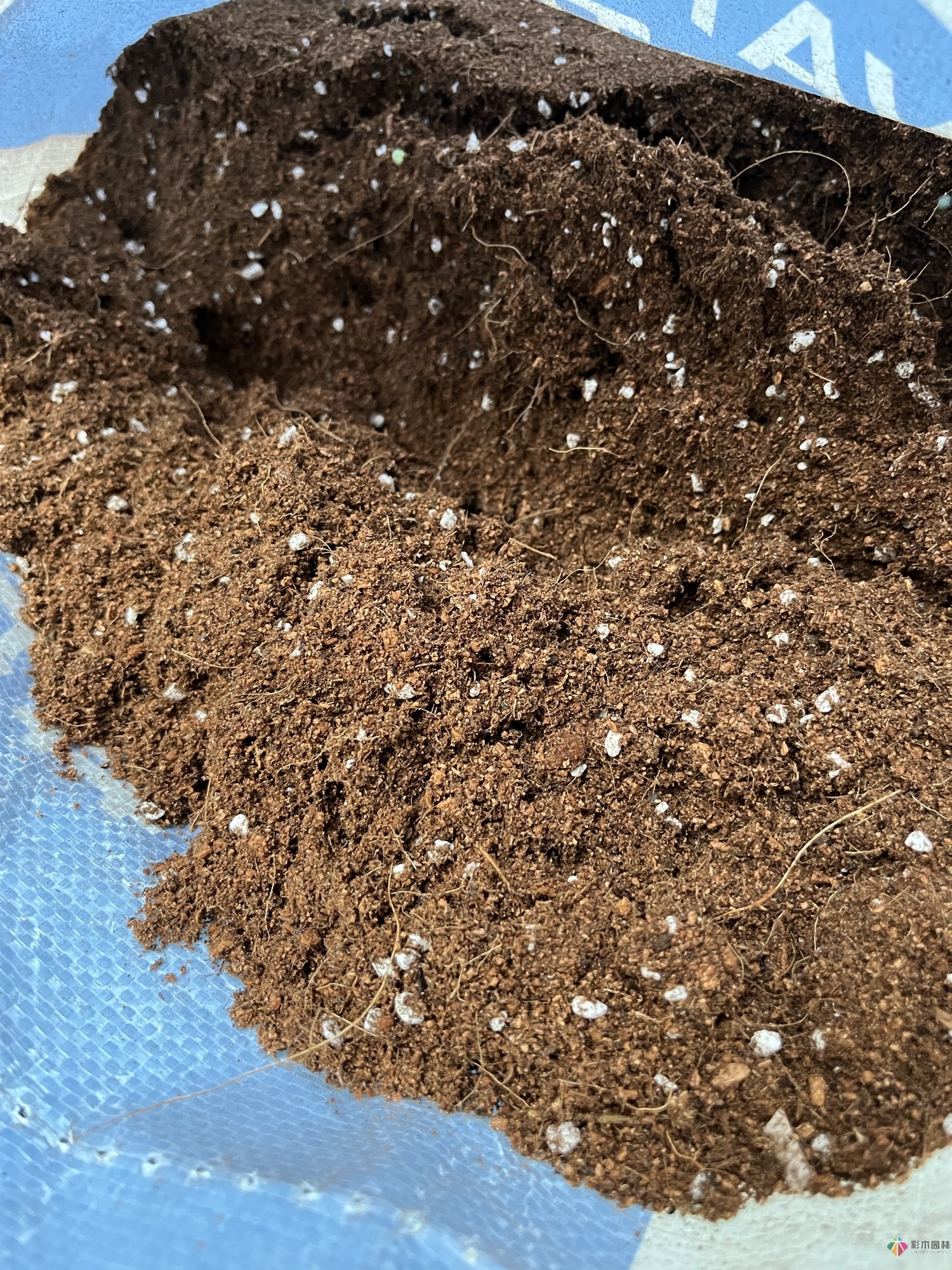 不顧父母反對(duì)，買了一層110㎡的院子，自己一個(gè)人折騰成花園。就這么治好了。
