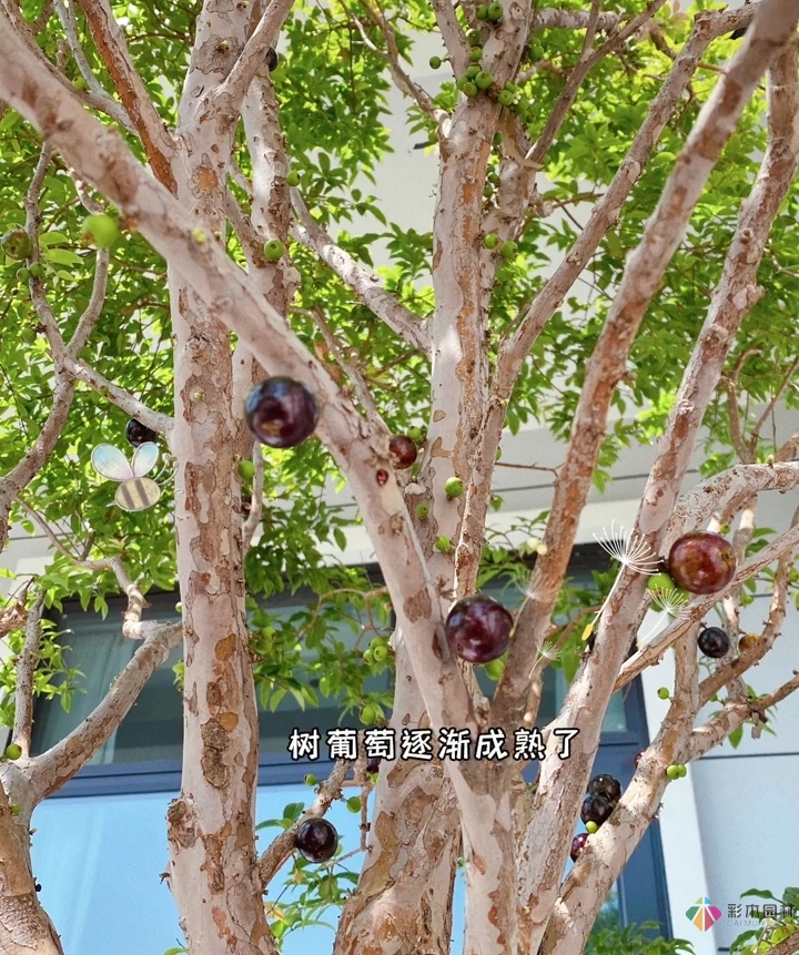 花17萬，改造農村自建房150 m2庭院花園，入住三個月，感覺好