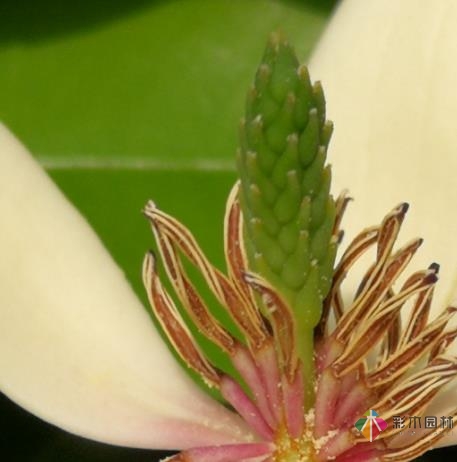 庭院設計別墅如何養(yǎng)笑臉花？