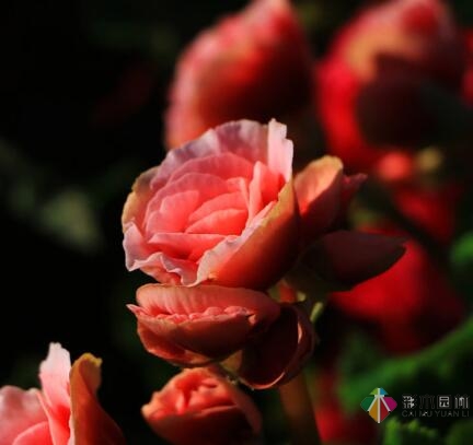 庭院設計別墅如何讓麗格海棠在圣誕節(jié)綻放