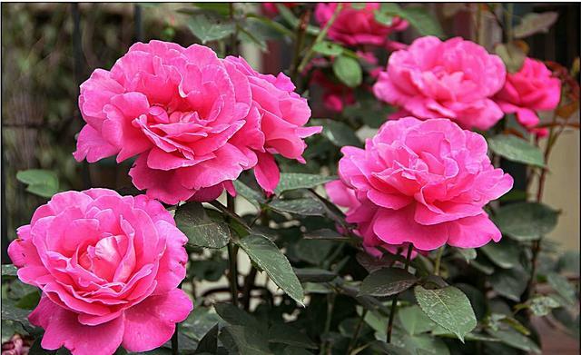 11月，你能對(duì)你的花園做些什么？不用再等春天了！