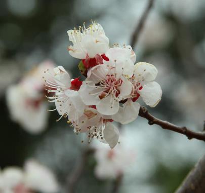 Villa 花園設計中櫻花盛開后怎么辦？
