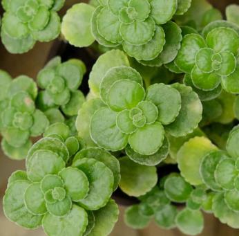 別墅庭院設計如何養觸感植物?